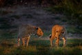 Leopard sunset fight, Panthera pardus shortidgei, nature habitat, two big wild cat in nature habitat, sunny day on the savannah,