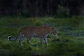 Leopard sunset, Panthera pardus shortidgei, nature habitat, big wild cat in nature habitat, sunny day on the savannah, Okavango