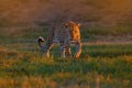 Leopard sunset, Panthera pardus shortidgei, nature habitat, big wild cat in nature habitat, sunny day on the savannah, Okavango