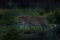 Leopard sunset, Panthera pardus shortidgei, nature habitat, big wild cat in nature habitat, sunny day on the savannah, Okavango