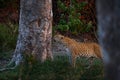 Leopard sunset, Panthera pardus shortidgei, nature habitat, big wild cat in nature habitat, sunny day on the savannah, Okavango