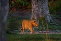 Leopard sunset, Panthera pardus shortidgei, nature habitat, big wild cat in nature habitat, sunny day on the savannah, Okavango