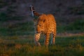 Leopard sunset, Panthera pardus shortidgei, nature habitat, big wild cat in nature habitat, sunny day on the savannah, Okavango