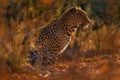 Leopard sunset in Savuti, Chobe NP in Botswana. Africa wildlife. Wild cat hidden in the green gold vegetation. Leopard in the