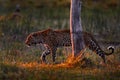 Leopard sunset, walk. Leopard, Panthera pardus shortidgei, nature habitat, big wild cat in the nature habitat, sunny day on the