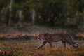 Leopard sunset, walk. Leopard, Panthera pardus shortidgei, nature habitat, big wild cat in the nature habitat, sunny day on the