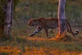 Leopard sunset, walk. Leopard, Panthera pardus shortidgei, nature habitat, big wild cat in the nature habitat, sunny day on the