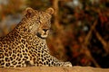 Leopard at Sunset Royalty Free Stock Photo