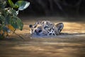 Leopard swimming in water in Pantanal, Brasil Royalty Free Stock Photo