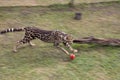 Leopard in Table Mountain National Park in Cape Town