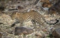 Leopard at Tadoba, Chandrapur, Maharashtra, India