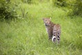 Leopard in tall grass