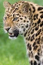 Leopard with teeth