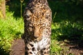 Leopard in Tenikwa Wildlife Rehabilitation and Awareness Centre in Plettenberg Bay, South Africa