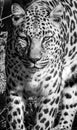 Leopard in Tenikwa Wildlife Rehabilitation and Awareness Centre in Plettenberg Bay, South Africa