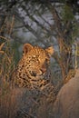 Leopard on a Termite Mound