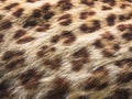 Leopard texture skin tiger Pattern Animal Nature Background