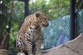 The leopard tiger is cute and speed wildanimal in zoology