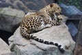 The leopard tiger is cute and speed wildanimal in zoology