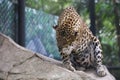 The leopard tiger is cute and speed wildanimal in zoology Royalty Free Stock Photo