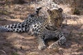 Leopard Timbavati Hoedspruit South Africa Royalty Free Stock Photo