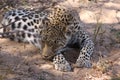 Leopard Timbavati Hoedspruit South Africa