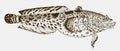 Leopard toadfish in side view Royalty Free Stock Photo