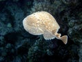 Leopard Torpedo Ray Royalty Free Stock Photo