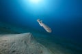 Leopard torpedo ray and ocean Royalty Free Stock Photo