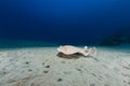 Leopard torpedo ray (torpedo panthera) in the Red Sea. Royalty Free Stock Photo