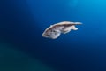 Leopard torpedo ray (torpedo panthera) in the Red Sea. Royalty Free Stock Photo