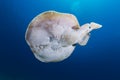 Leopard torpedo ray (torpedo panthera) in the Red Sea. Royalty Free Stock Photo