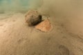 Leopard torpedo ray in the Red Sea. Royalty Free Stock Photo