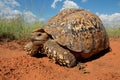 Leopard tortoise Royalty Free Stock Photo