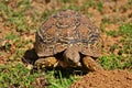 Leopard tortoise at Addo Elephant National Park Royalty Free Stock Photo