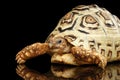 Leopard tortoise albino,Stigmochelys pardalis with white shell Isolated Black Background Royalty Free Stock Photo