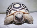 Leopard tortoise baby Royalty Free Stock Photo