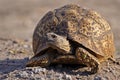 Leopard tortoise, Botswana Royalty Free Stock Photo