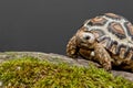 Leopard Tortoise