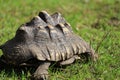 Leopard tortoise close up showing shell pattern Royalty Free Stock Photo