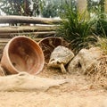 Leopard tortoise in the tortoise creche.