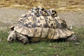 Leopard tortoise on eating of grass