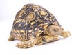 Leopard tortoise, Geochelone pardalis
