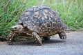 A Leopard Tortoise going for a midday stroll