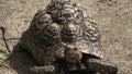 Leopard tortoise large and attractively marked tortoise