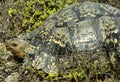 A leopard tortoise is large and found in the savannas of eastern and southern Africa