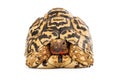 Leopard Tortoise Messy Face Royalty Free Stock Photo