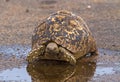 Leopard Tortoise Near Water Puddle