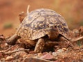 Leopard tortoise