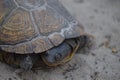 Leopard tortoise portrait Royalty Free Stock Photo